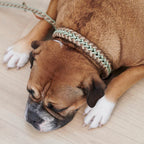 Paracord BioThane® Halsband Shire