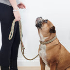 Paracord Leine Shire verstellbar