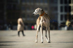 Lederhalsband Windhund Sahel