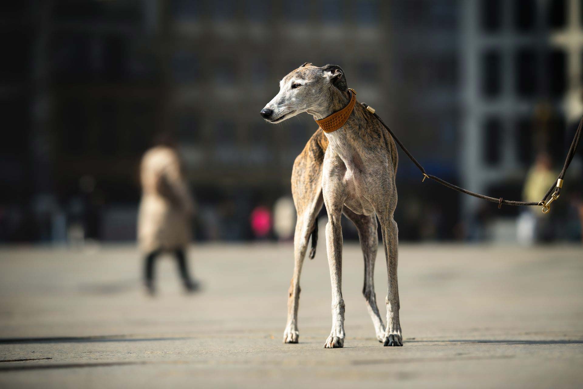 Lederhalsband Windhund Sahel