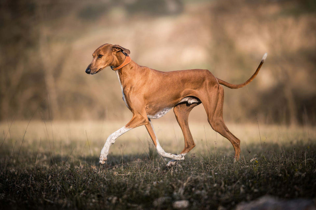 Lederhalsband Windhund Sahel