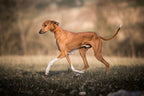 Lederhalsband Windhund Sahel