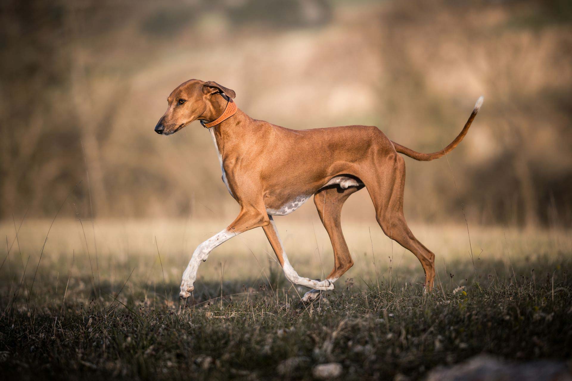 Lederhalsband Windhund Sahel