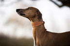 Lederhalsband Windhund Sahel
