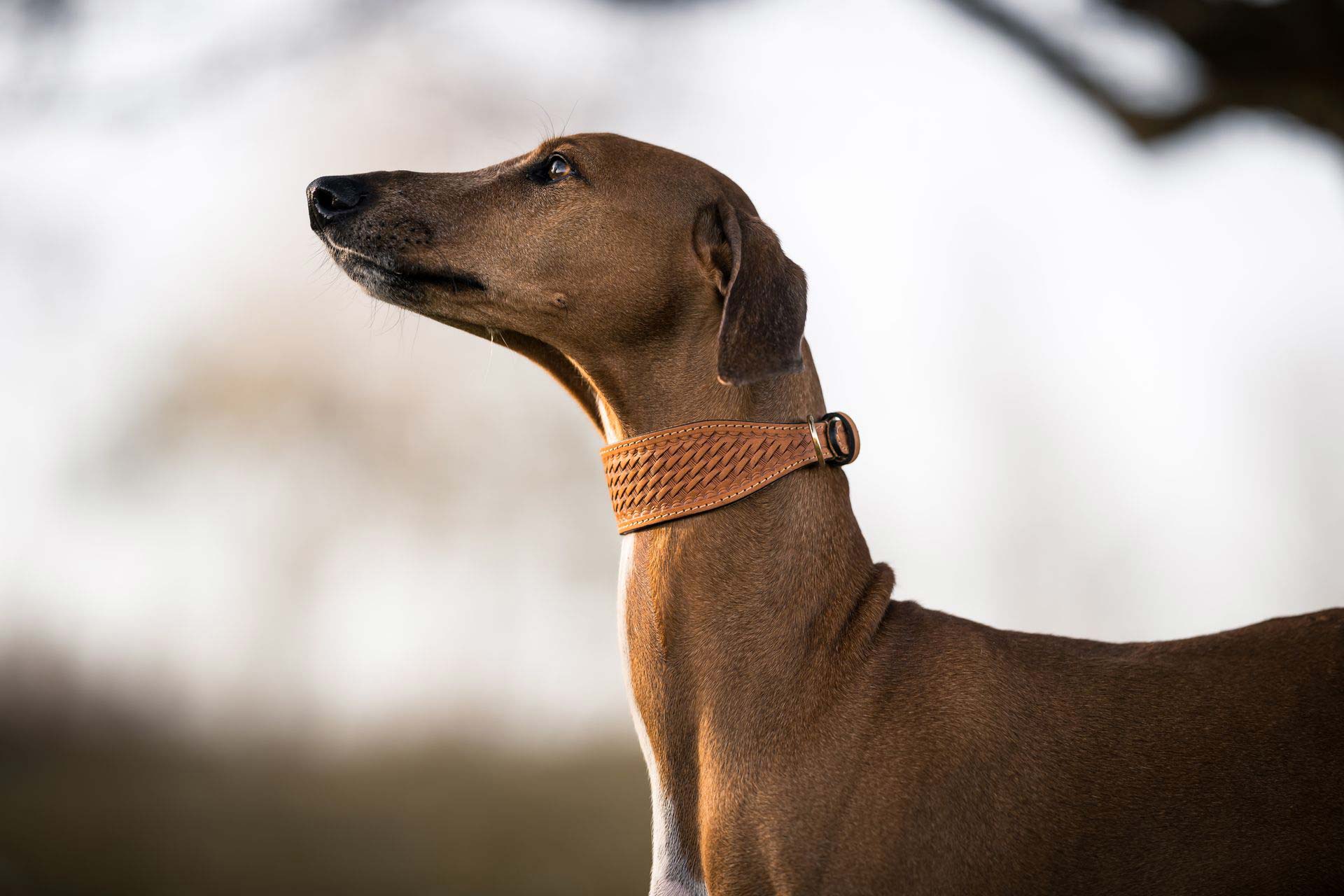 Lederhalsband Windhund Sahel