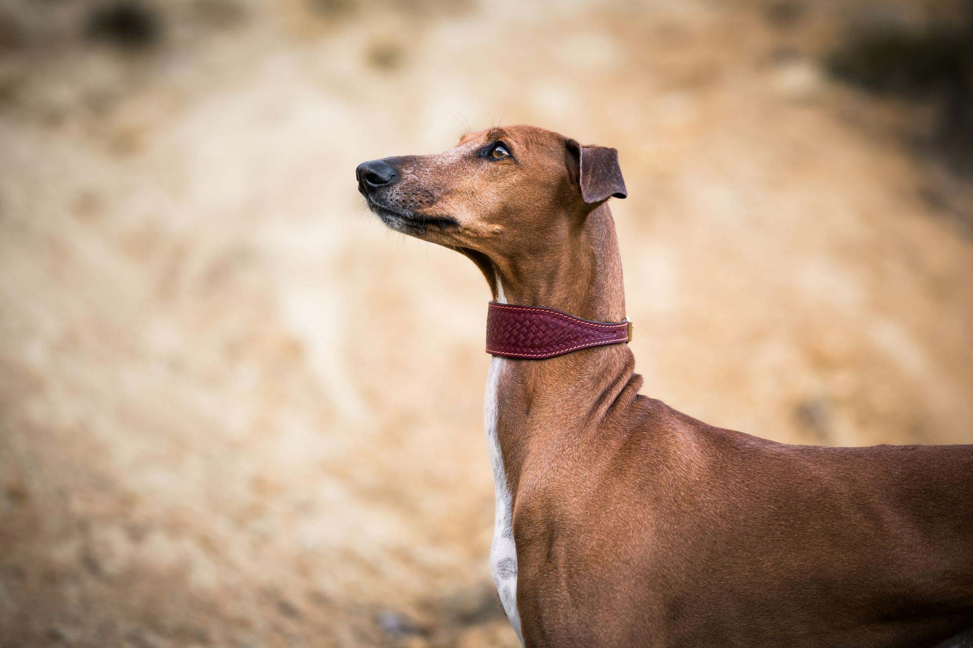 Lederhalsband Windhund Sahel