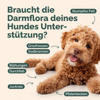 Probiotika-Mix für Hunde