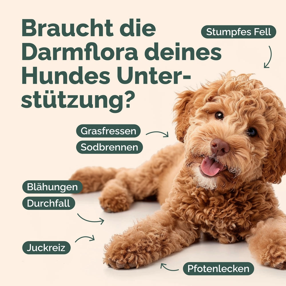 Probiotika-Mix für Hunde