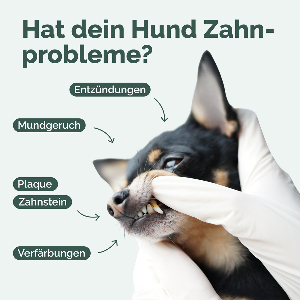 Zahn-Komplex für Hunde
