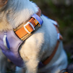 Woolly Wolf Alpha 360 Geschirr