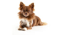 liegender Chihuahua mit angelegtem curli Geschirr in light tan