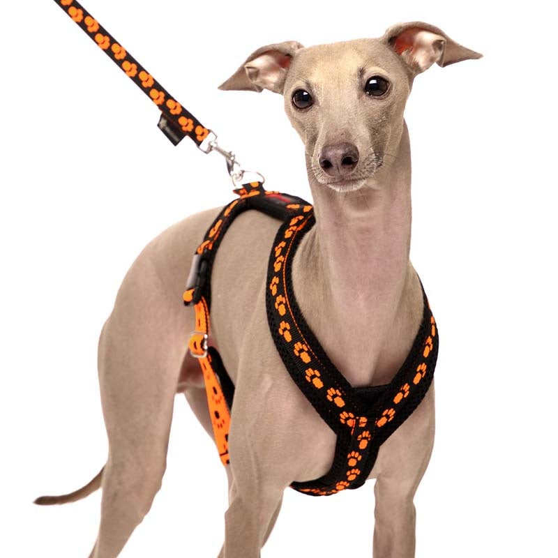 Sportgeschirr Y Small Pawprint Orange XS2