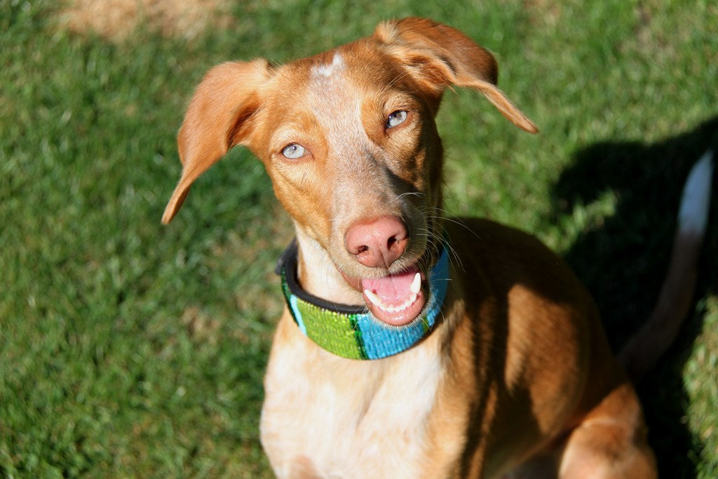 TKC Lagoon Lurcher 12"