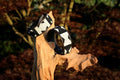 TKC Ebony & Ivory Lurcher 12"