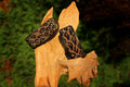 TKC Leopard Lurcher 12"