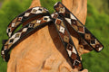 TKC Argyle Earth Wide 16"