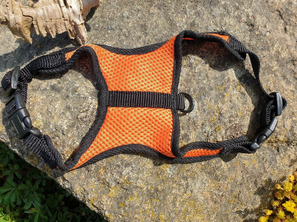 Welpengeschirr ultraleicht Orange