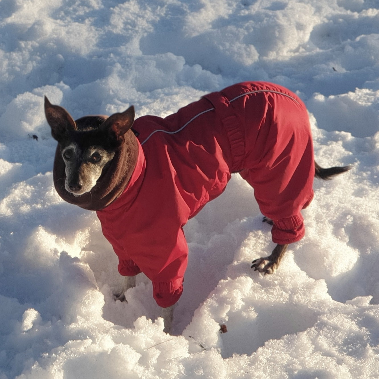 Kelly IG Snow Rot XS2
