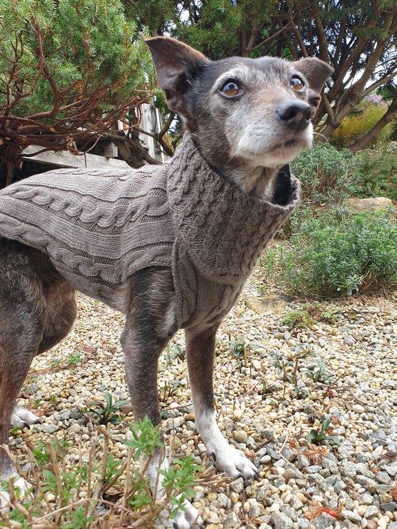 kay-line Hundepullover Smarty