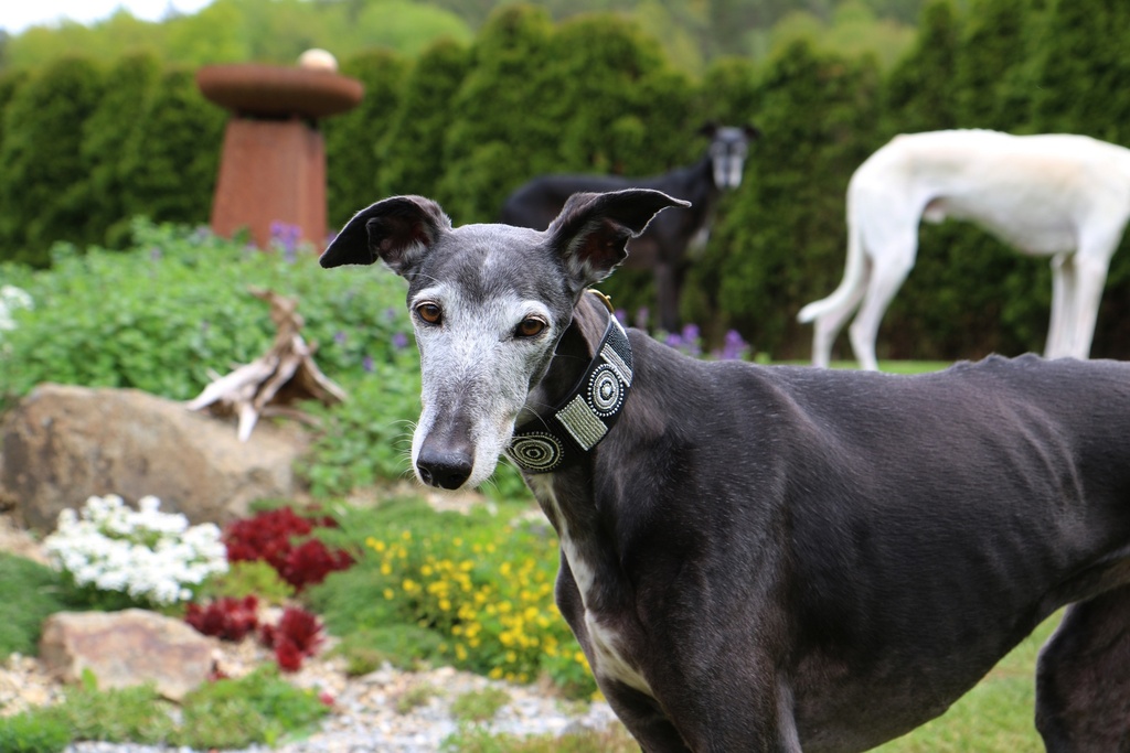 TKC Shades of Grey Wide