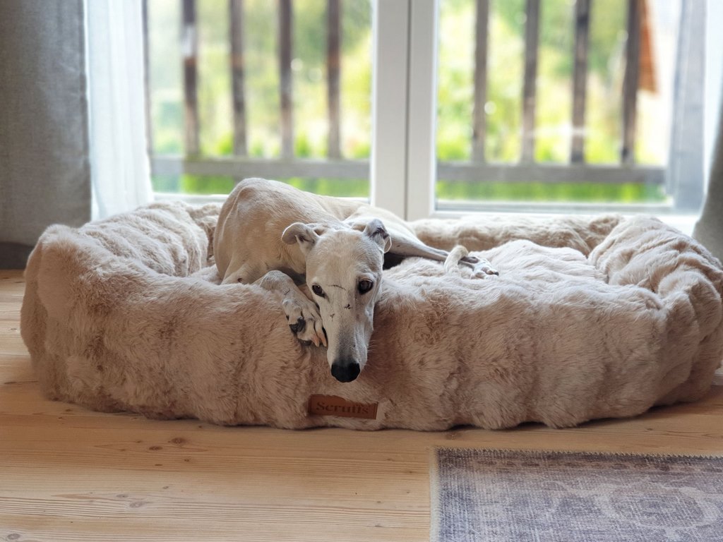 Scruffs ALPINE Box Bed