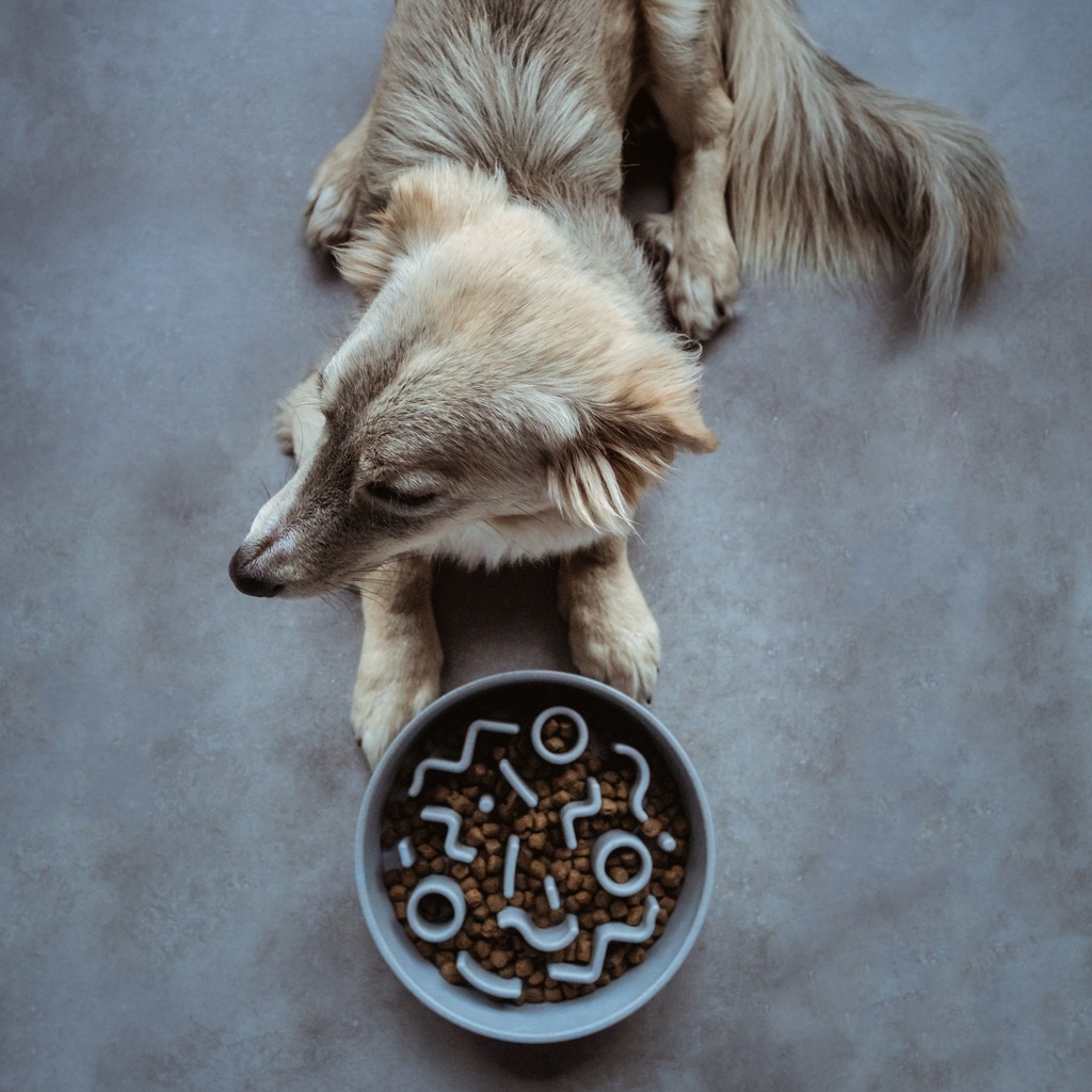 District 70 Slow Feeder Bamboo