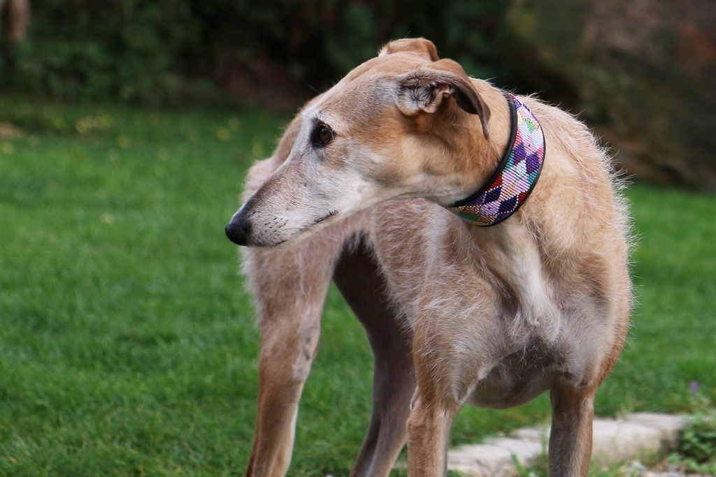 TKC Argyle Posey Lurcher