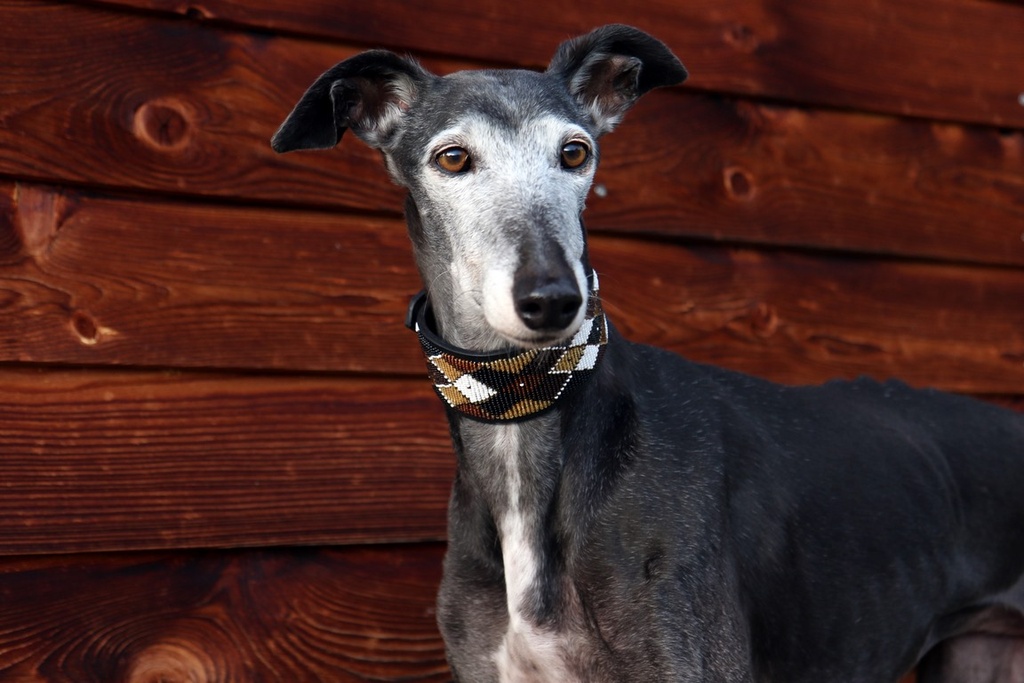 TKC Argyle Earth Lurcher