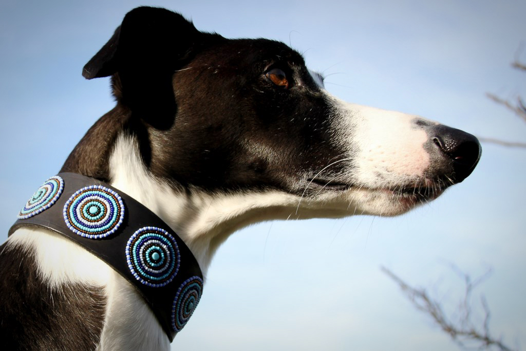 TKC Blue & Brown Circles Lurcher