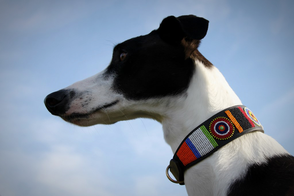TKC Circle of Life Lurcher