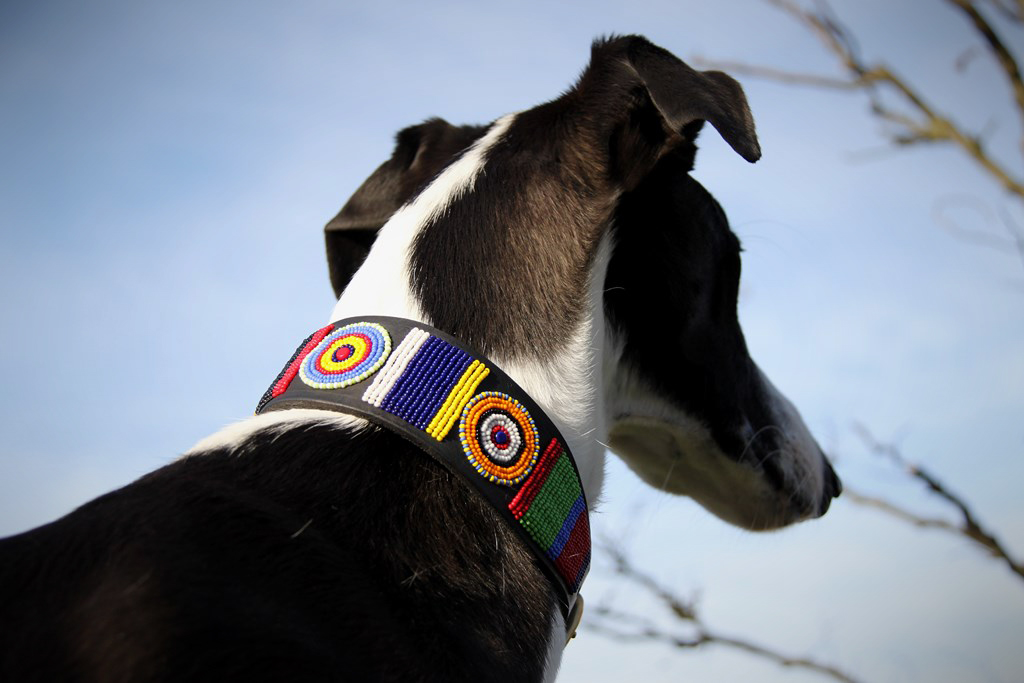 TKC Circle of Life Lurcher