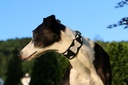 TKC Ebony & Ivory Lurcher