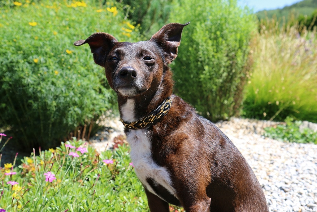 TKC Leopard Standard