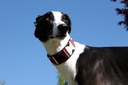 TKC Maasai Shield Lurcher