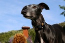 TKC Metallic Dots Lurcher