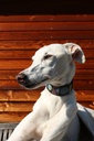 TKC Passion Flower Lurcher