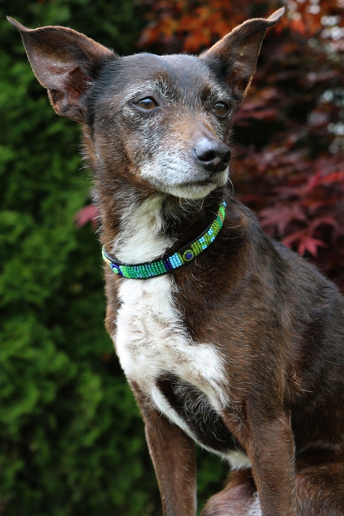 TKC Peacock Standard