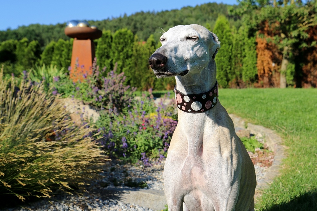 TKC Pink Dots Lurcher