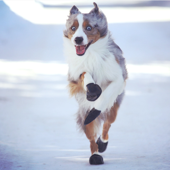 PawZ Dog Boots - Gummischuhe