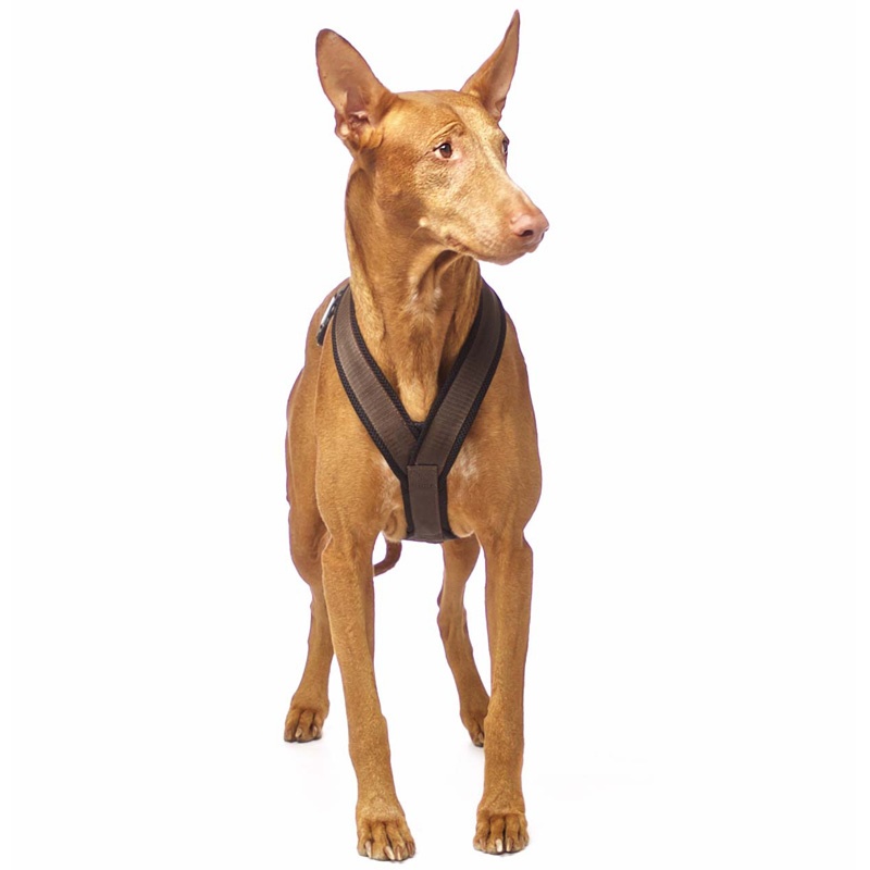 Sportgeschirr Y Vol. 2