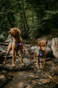 Orbiloc_Dog_Dual[Purple; Two-dogs; MSR_PRO; QMA; Harness; Short-fur; Large-dog]_LR.jpg
