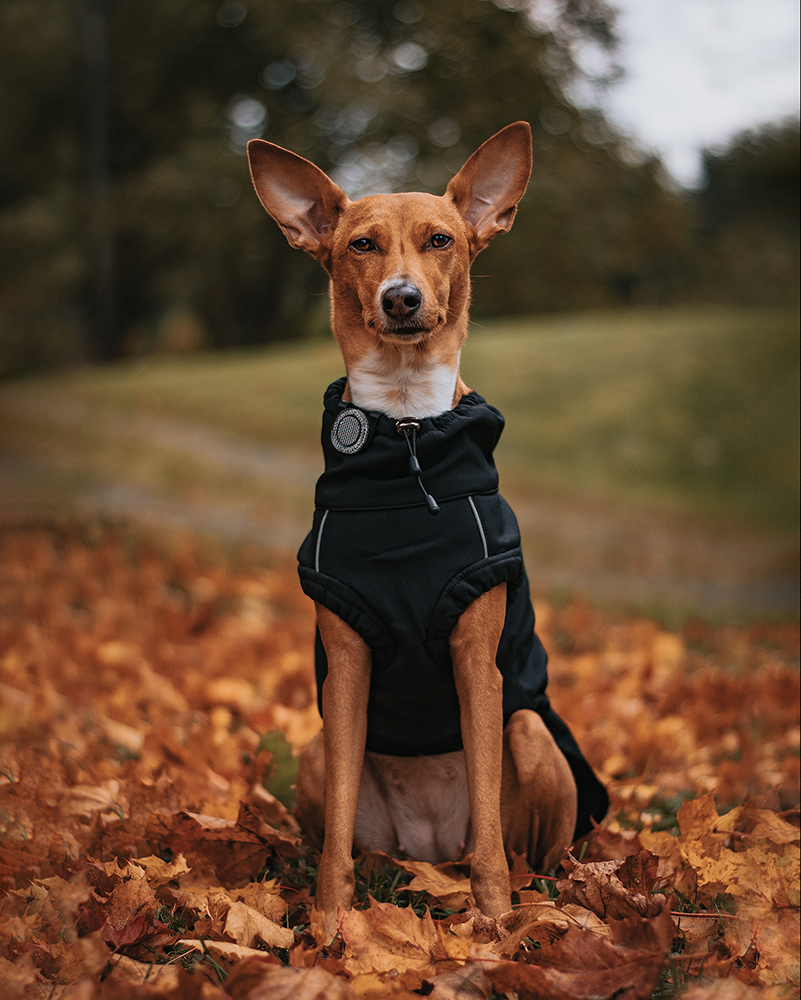 Orbiloc_Reflective_Clip[@southpawsjourney; Short-fur; Medium-dog; Dog-coat]_LR.jpg