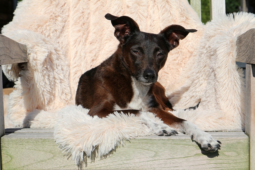 Cuddly Blanket Kuscheldecke