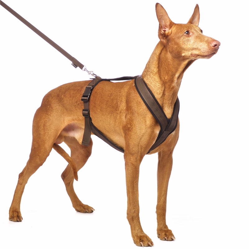 S&D Sportgeschirr Y M1 Braun