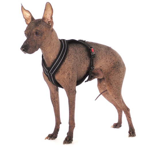 Sportgeschirr Y Reflex