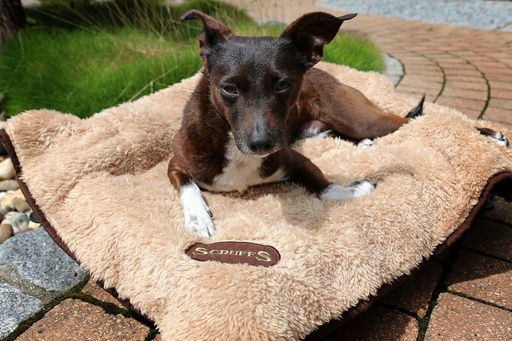 Scruffs Cosy Blanket